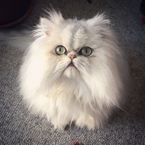 persian kitty